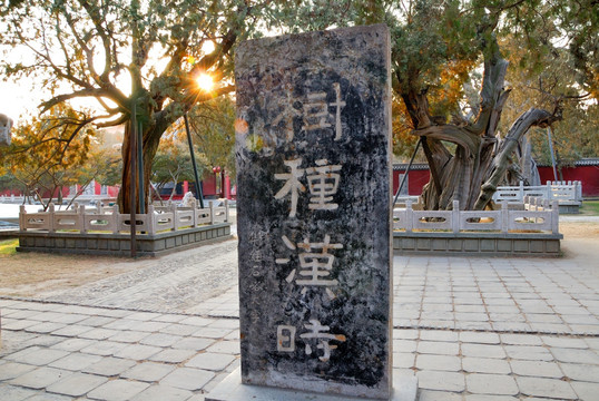 泰山岱庙汉柏院