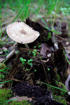 桦树蘑菇
