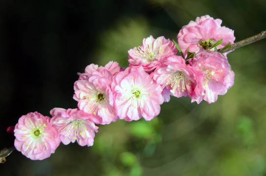 海棠花jpg高清