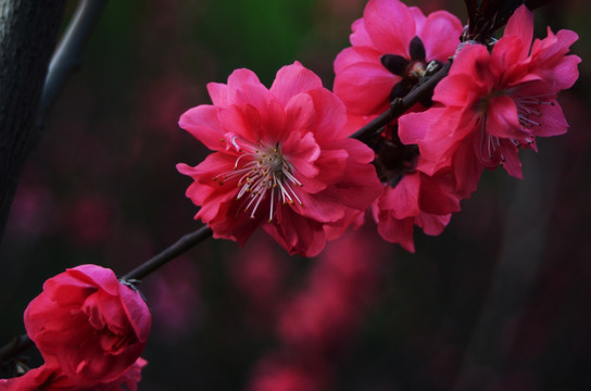 海棠花jpg高清