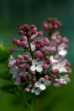 丁香花