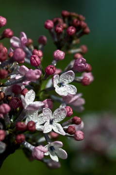 丁香花