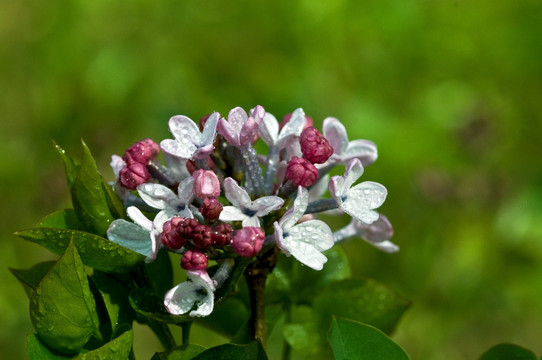 丁香花