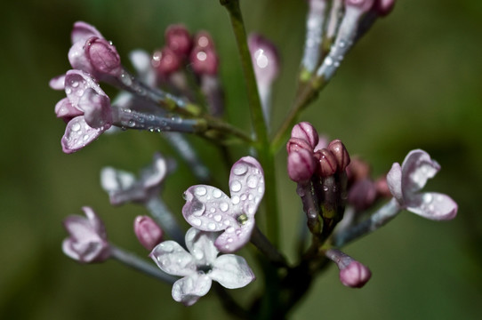 丁香花