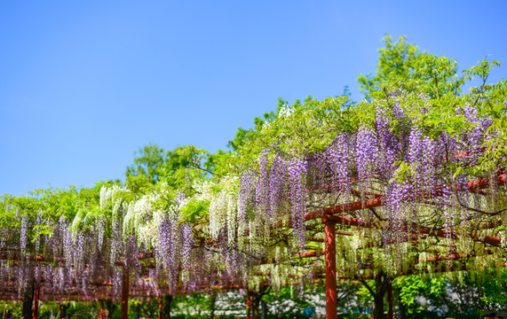 紫藤花