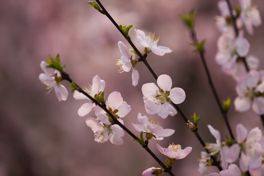 一枝红杏出墙来 桃花 粉红色