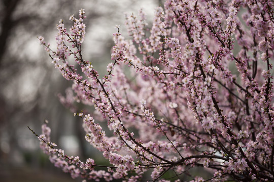 一树粉红色桃花 春光烂漫