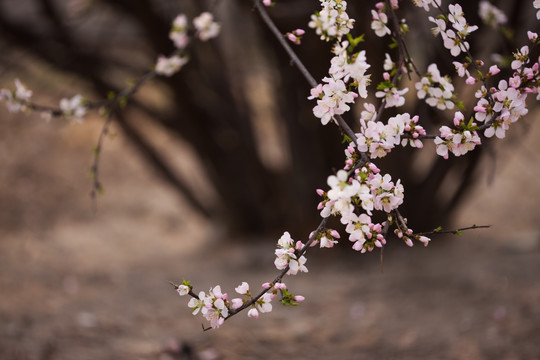 一枝红杏出墙来 桃花 粉红色