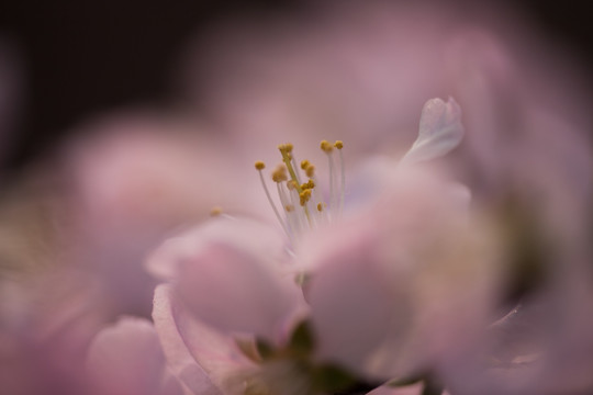 花瓣环抱中的杏花花蕊 粉红色