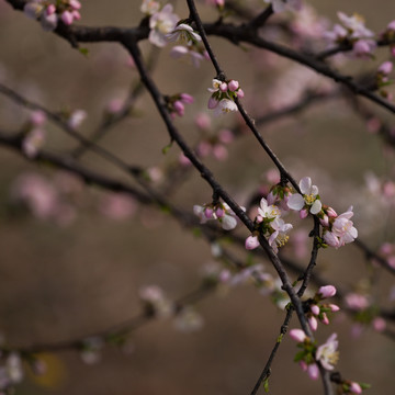 杏花 桃花 粉红色 方片