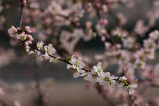 杏花 桃花 粉红色