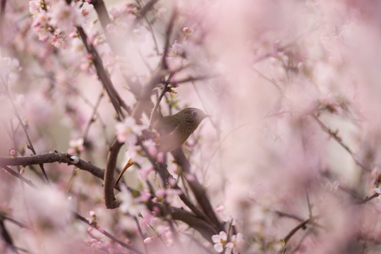 桃花丛中的北红尾鸲