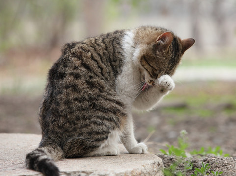 洗脸的猫