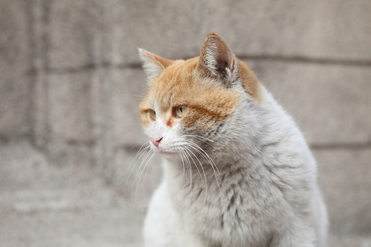 猫 面部特写