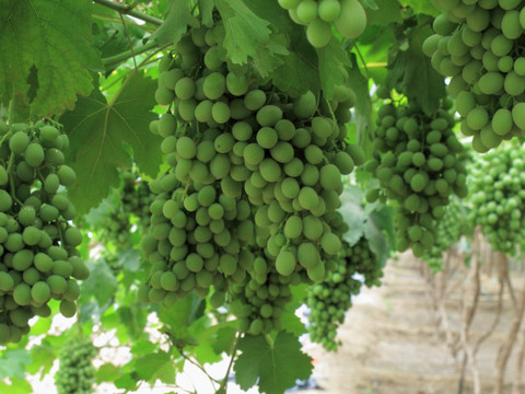 绿色葡萄 葡萄园