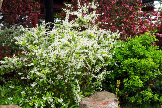 白丁香花