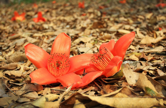 木棉花