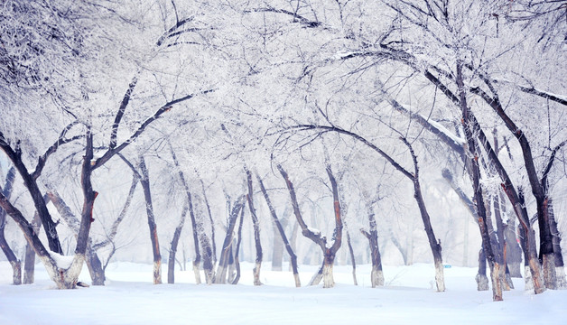 树林雪雾