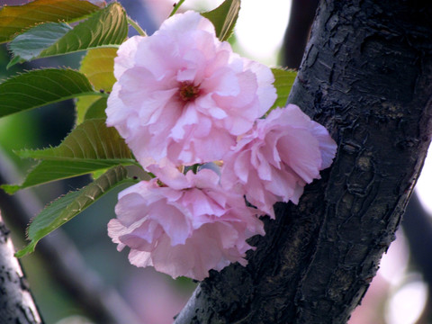 樱花