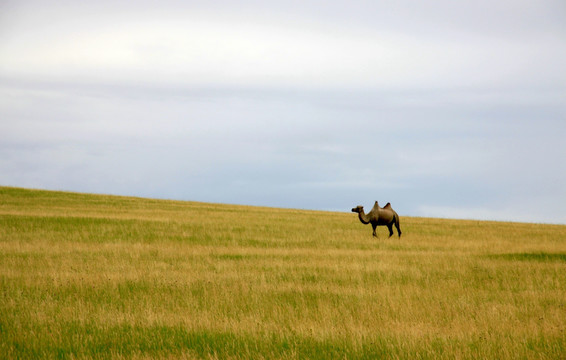 春季草原上的骆驼