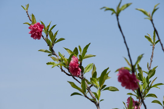 春天粉红色桃花