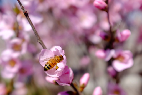 蜜蜂