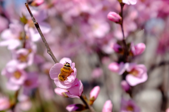 蜜蜂