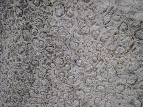 叠层石表面图案
