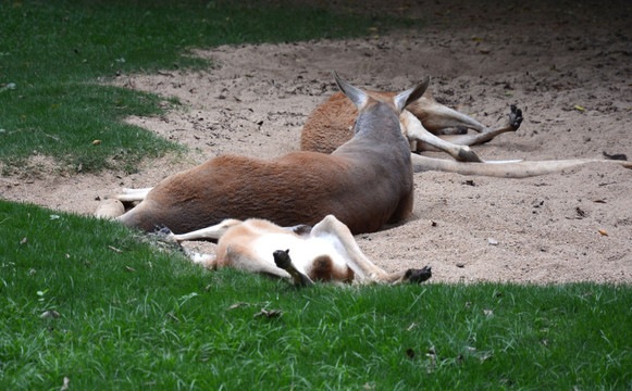 睡在沙堆里的羚羊