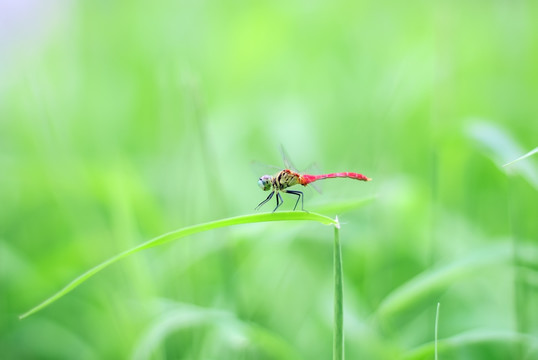 蜻蜓