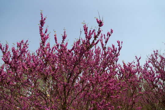 满条红 花卉