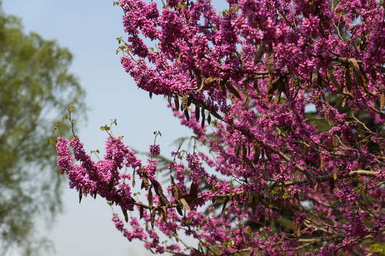 满条红 花卉