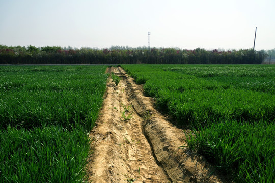 麦地 麦田