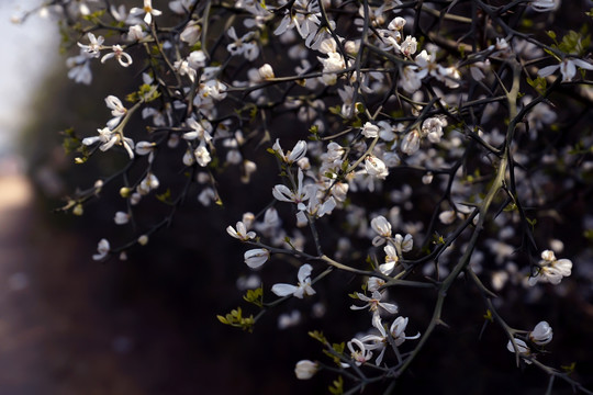 李花 花卉