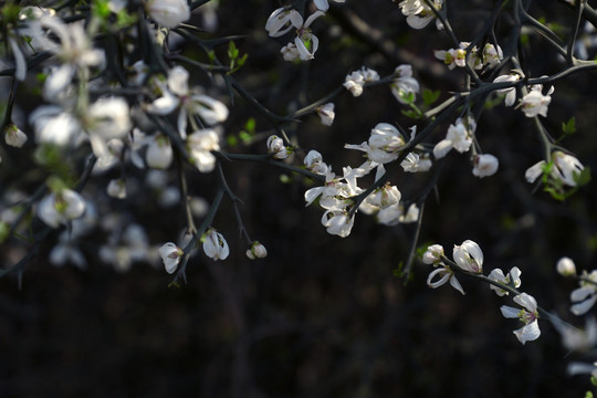 李花 花卉