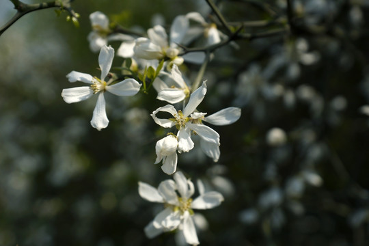 李花 花卉