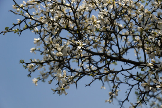 李花 花卉