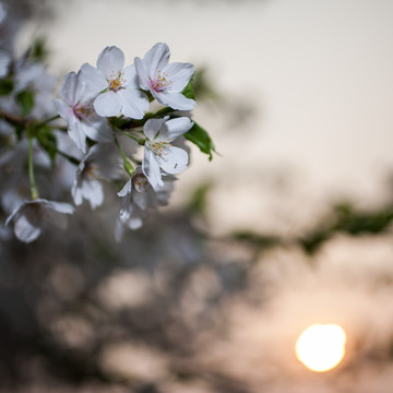 毛山荆子 夕阳 逆光 暖调