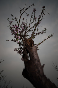 桃花 桃树