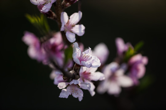 桃花