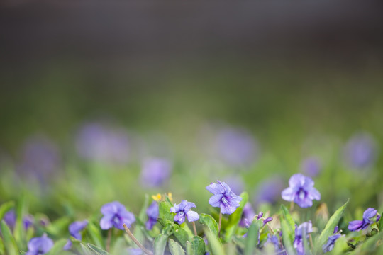 成片的紫花地丁 紫色小花