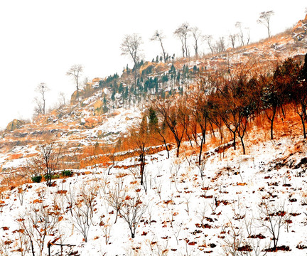 雪后山坡