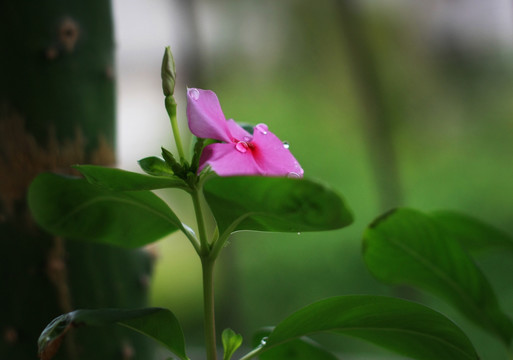 长春花