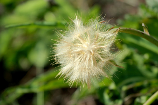 植物种子