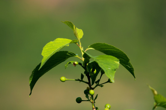 樱桃青果