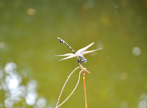 蜻蜓点水