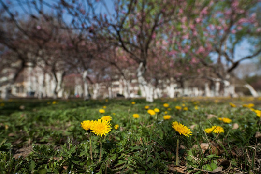 桃花 桃树林 蒲公英 繁花似锦