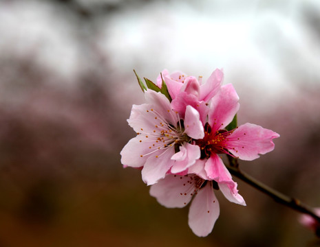 桃花满枝头