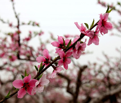 一枝桃花