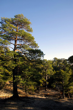 樟子松树